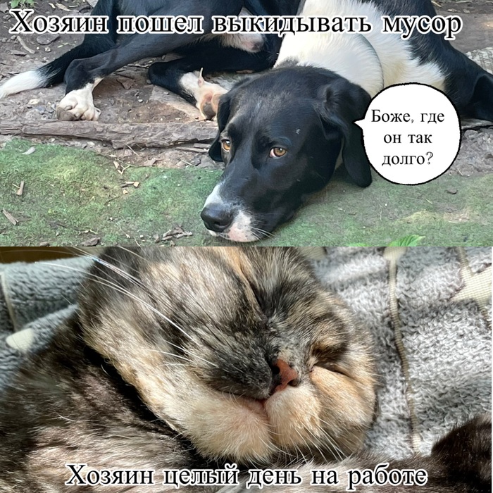Кошки и собаки скучают по хозяевам, но немного по-разному Кот, Мемы