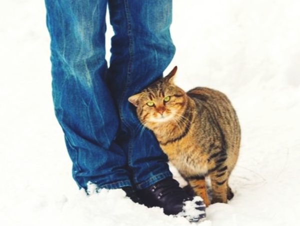 Раскрываем секрет кошачьего поведения. Зачем пушистики трутся о наши ноги Кошатники, Кот