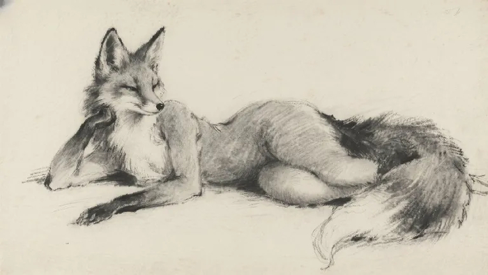 Fox ,  