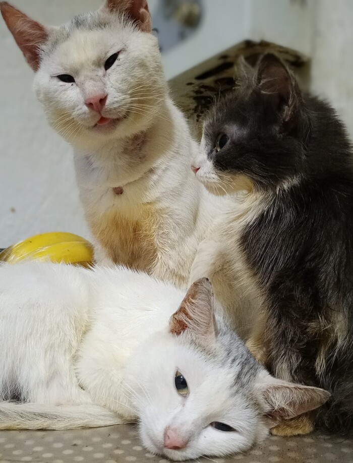       , ,  , 