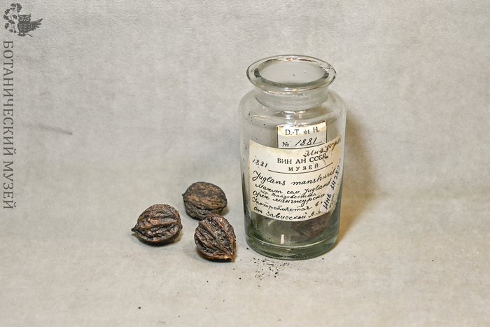 Орех маньчжурский. Из экономической коллекции Ботанического музея БИН РАН.