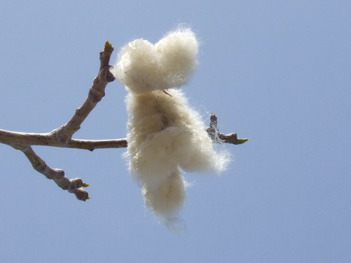 Из плода "вылезает" такой "пушистик"