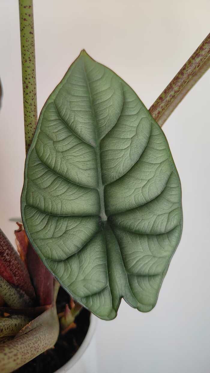 Новые листики у нее как отдельный вид искусства. :)