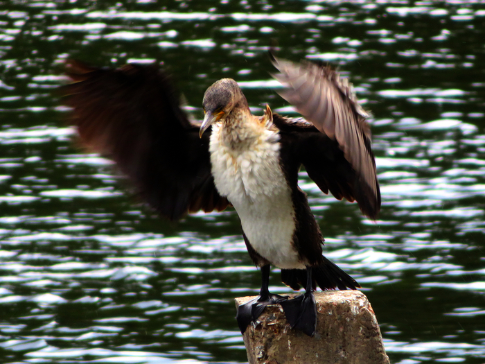      : <!--noindex--><a href="https://pikabu.ru/story/bolshomu_baklanu_nechego_stesnyatsya_13172122?u=https%3A%2F%2Fdzen.ru%2FBirdman&t=https%3A%2F%2Fdzen.ru%2FBirdman&h=632c0cfa3674fa551d720d7d56d0925aff3ba6b9" title="https://dzen.ru/Birdman" target="_blank" rel="nofollow noopener">https://dzen.ru/Birdman</a><!--/noindex-->