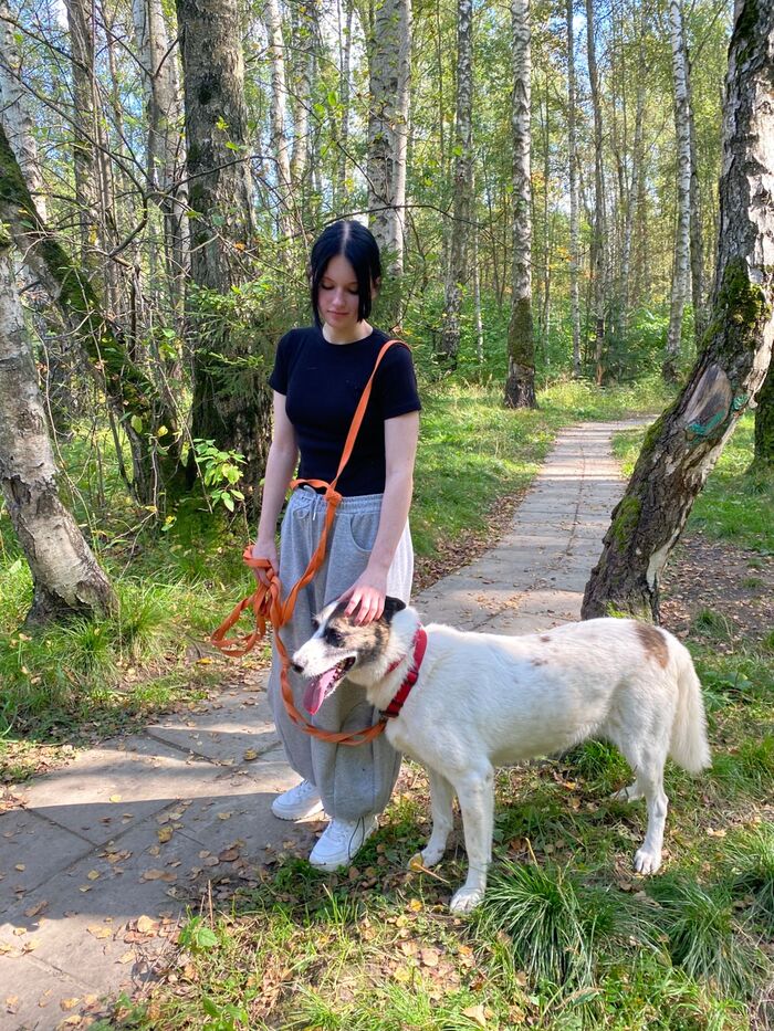 Рядом с приютом прекрасный лес для комфортных прогулок