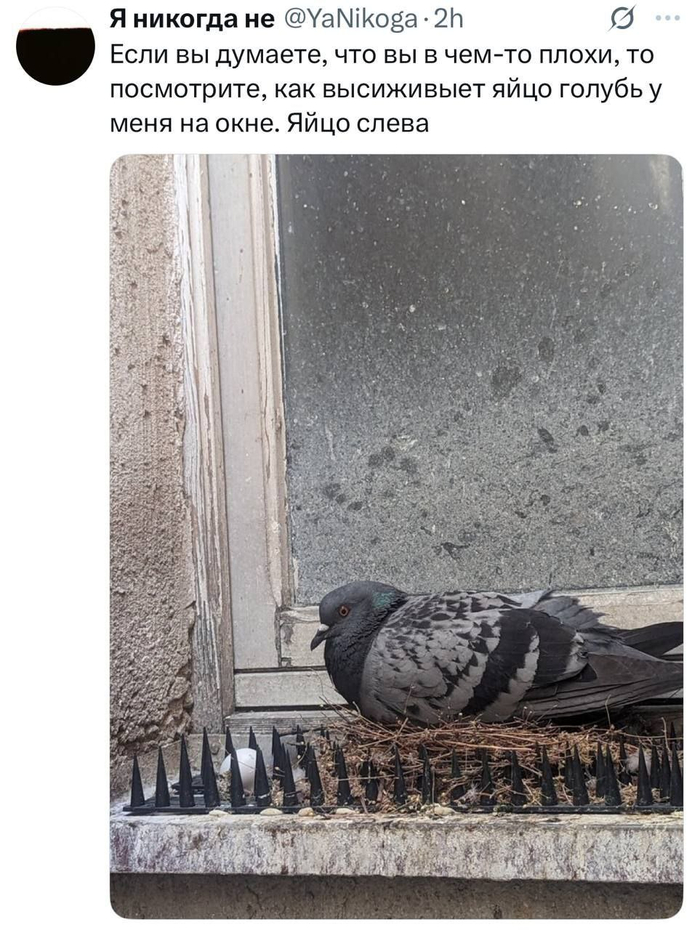     , , X (Twitter), , , ,  
