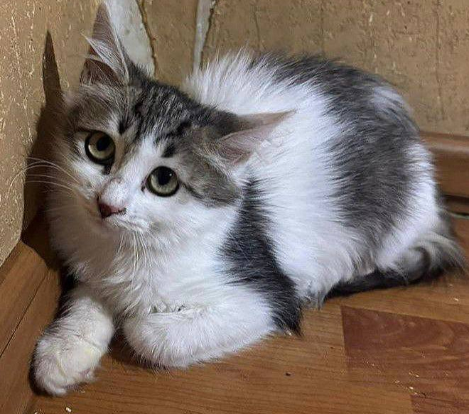       !   ,  , ,   , , ,  , ,  , ,  , , ,  , ,  , ,  , , 