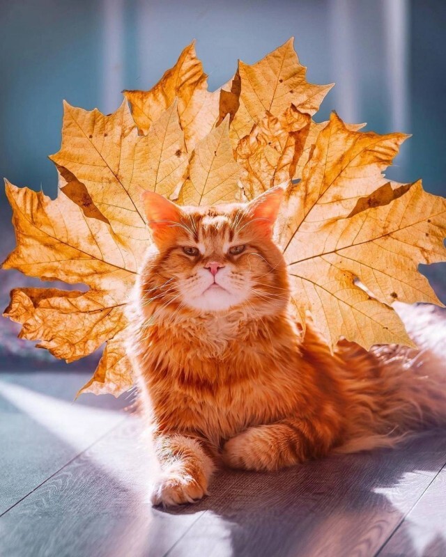   , , , , , , 