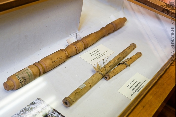          (Acer velutinum).  .. . . 1936 .       .