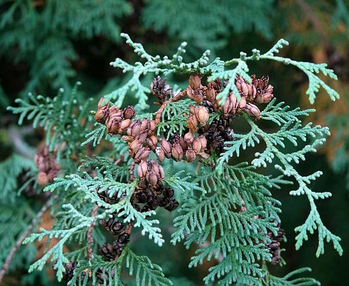 Туя западная (Thuja occidentalis).