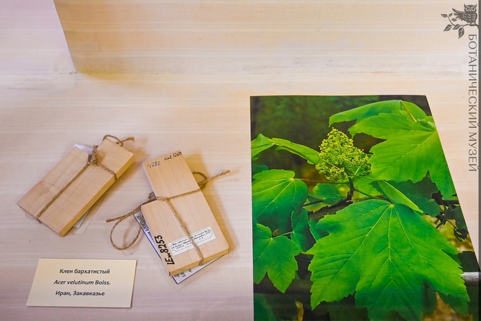    (Acer velutinum).      .