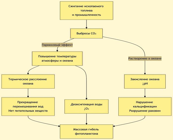 Прямое воздействие на фитопланктон - Эта схема показывает, как основные антропогенные факторы напрямую уничтожают фитопланктон