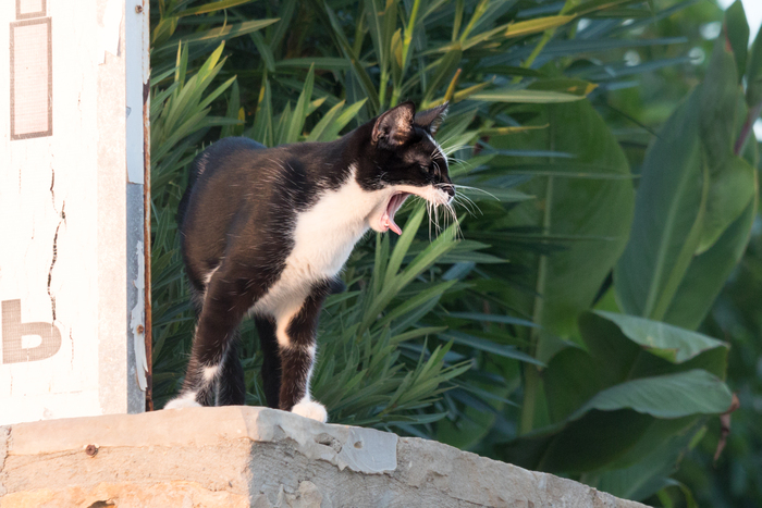 Котиковое Фотография, Canon, Кот, Море, Пляж, Длиннопост