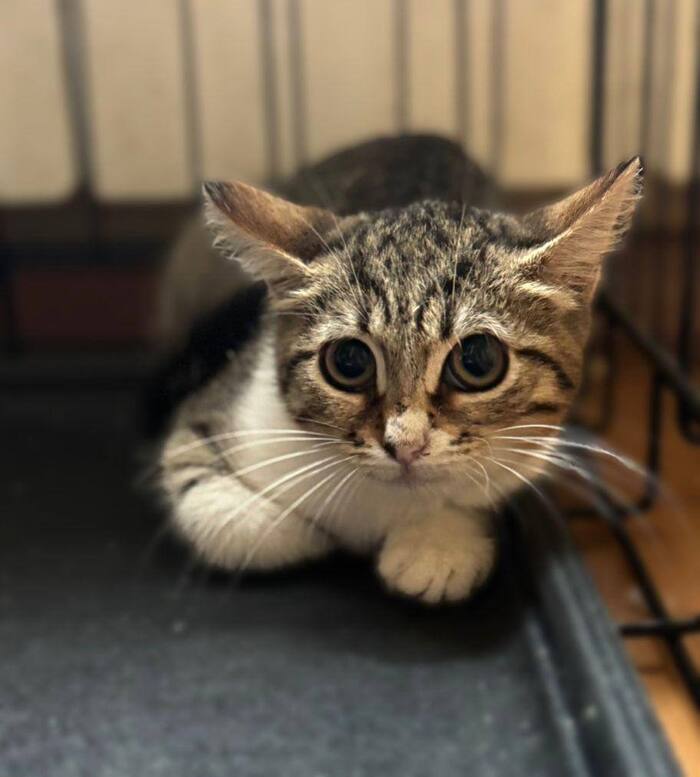 Котенок Ириска из заточения срочно ищет любящую семью!