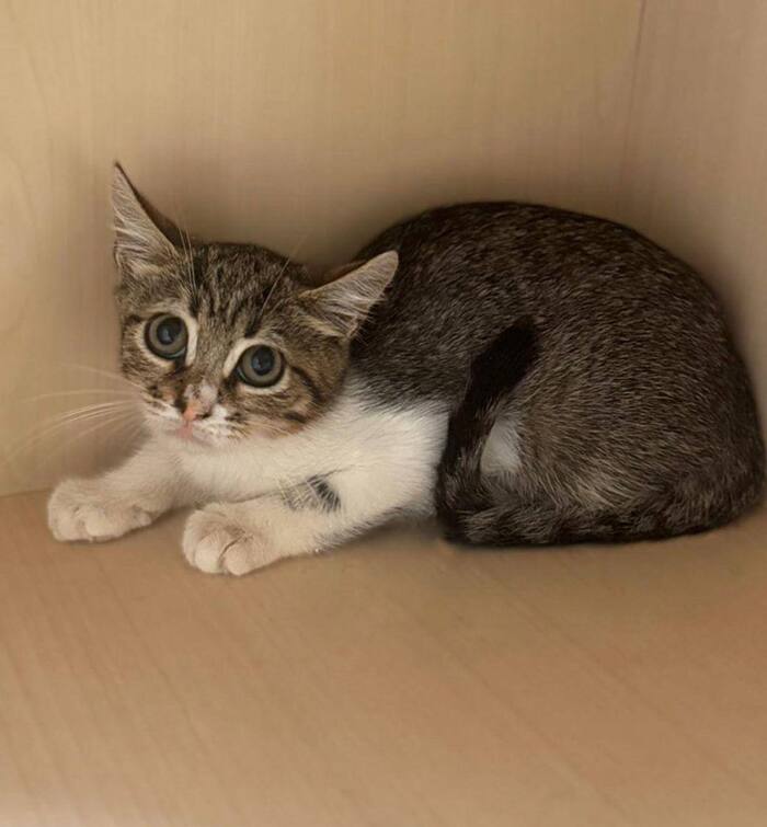 Котенок Ириска из заточения срочно ищет любящую семью!