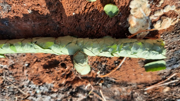 Что за курильщик?