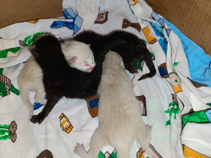 Два белых (ну с оттенком желтого чуток), одна черная и одна черно-белая. Первый парень, потом три девочки