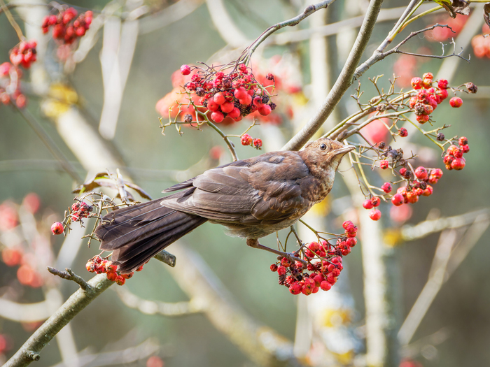 Молодой чёрный дрозд на рябине