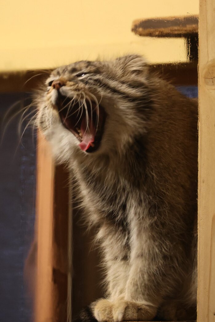 Поел, подремал, поел, подремал...вот и спатьки пора