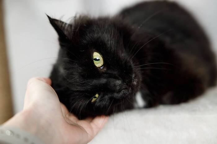 Волшебная кошечка Руна ищет дом!