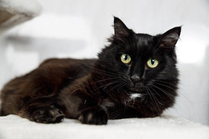 Волшебная кошечка Руна ищет дом!