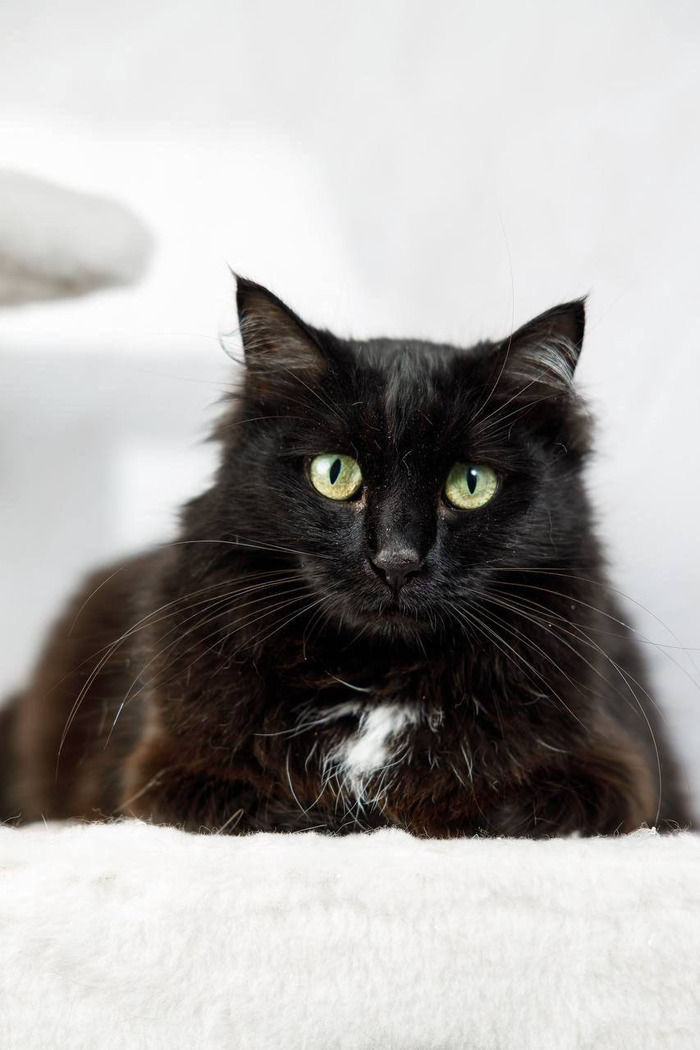 Волшебная кошечка Руна ищет дом!