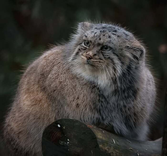 Идут? Несут?