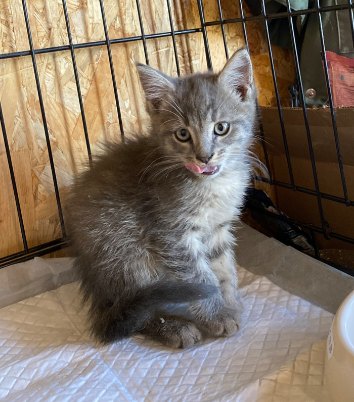 Малыш абсолютно готов стать домашним.