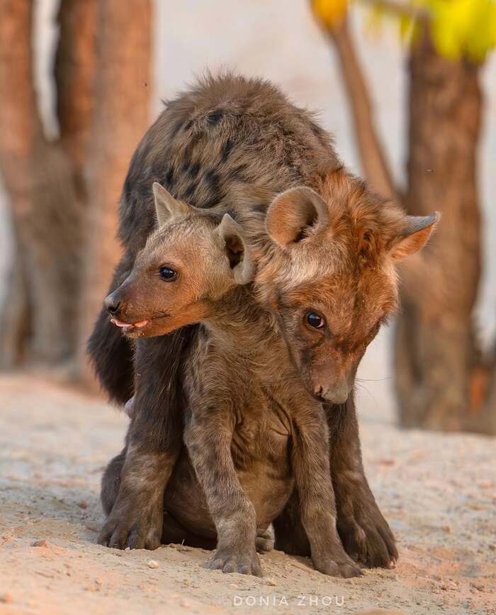 Старшая и младшая