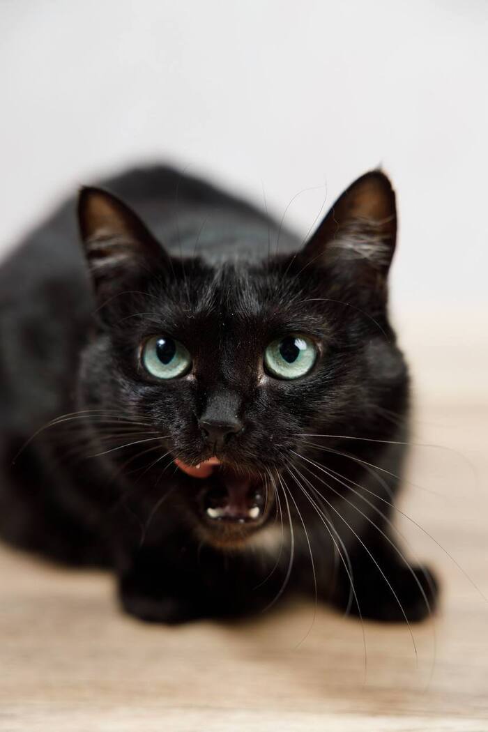 Нежная Кошечка Черешня ищет дом !