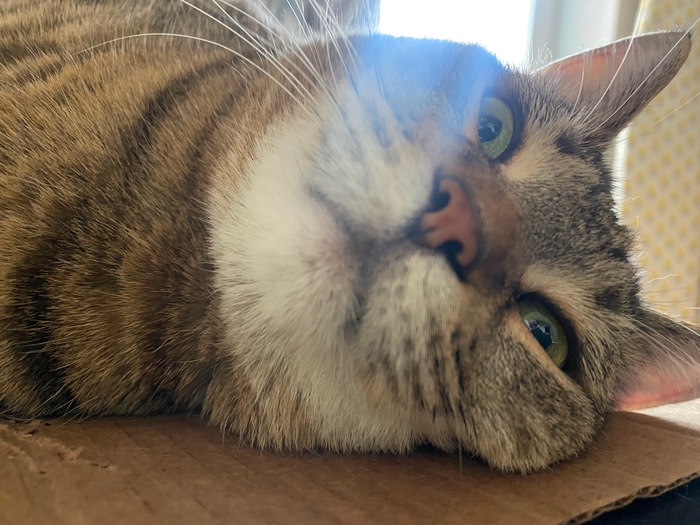 Котик - символ