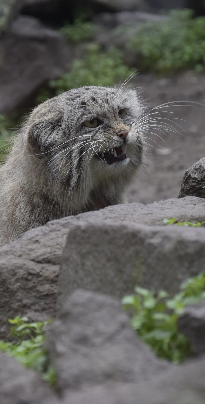   . .   Kata Sz&#xE1;raz.    <a href="https://pikabu.ru/story/dobrogo_dnya_ot_manuyelya_13194610?u=https%3A%2F%2Fmanulization.ru%2Fmanuls%2Faytas%2Fphotos%2FG3AOjz5PQJyElWis&t=manulization.ru&h=46726fc33960378f5adf3db32adba9c9e87003e6" title="https://manulization.ru/manuls/aytas/photos/G3AOjz5PQJyElWis" target="_blank" rel="nofollow noopener">manulization.ru</a>