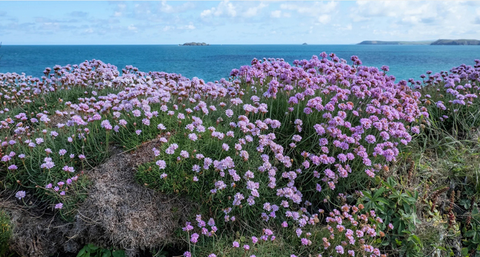  , .    <!--noindex--><a href="https://pikabu.ru/story/tsvetyi_rossii_armeriya_primorskaya_13212700?u=http%3A%2F%2Fseedvilleusa.com&t=seedvilleusa.com&h=f516b89cae7af1ac293e73a0334da25b326285c2" title="http://seedvilleusa.com" target="_blank" rel="nofollow noopener">seedvilleusa.com</a><!--/noindex-->.