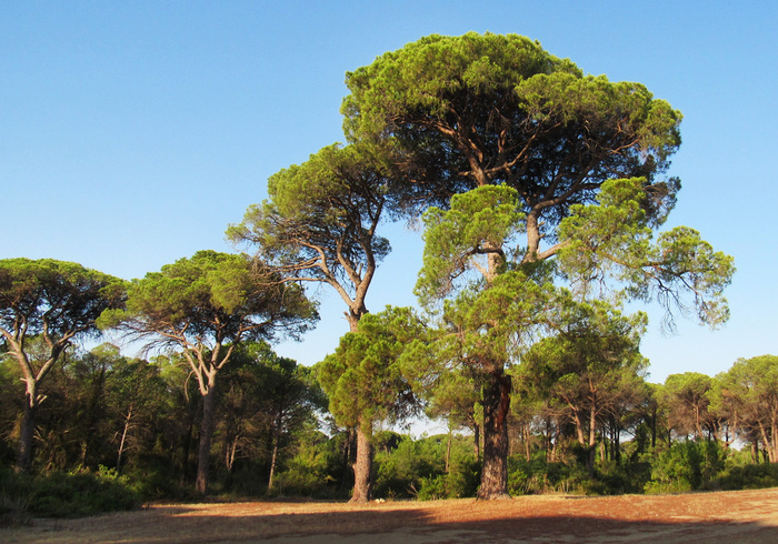 .    . , , 2021 .  .    <!--noindex--><a href="https://pikabu.ru/story/derevya_piniya_13209170?u=http%3A%2F%2Fplantarium.ru&t=plantarium.ru&h=a99e55320aea562513d8f75971d3e7338d0dbe18" title="http://plantarium.ru" target="_blank" rel="nofollow noopener">plantarium.ru</a><!--/noindex-->.