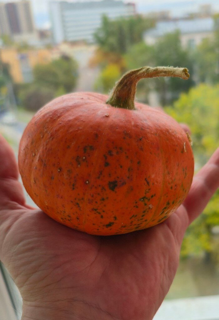 Ответ на пост «Не получилось. Тыква 969 кг»