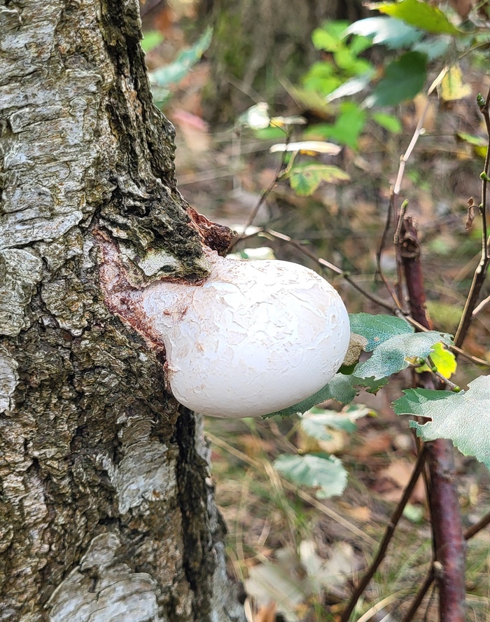 Молодой трутовик