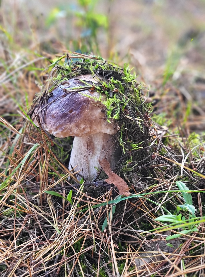 Белый гриб прячется