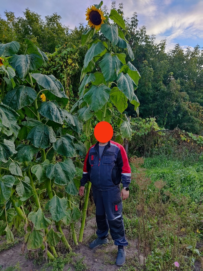 Подсолнух гигант