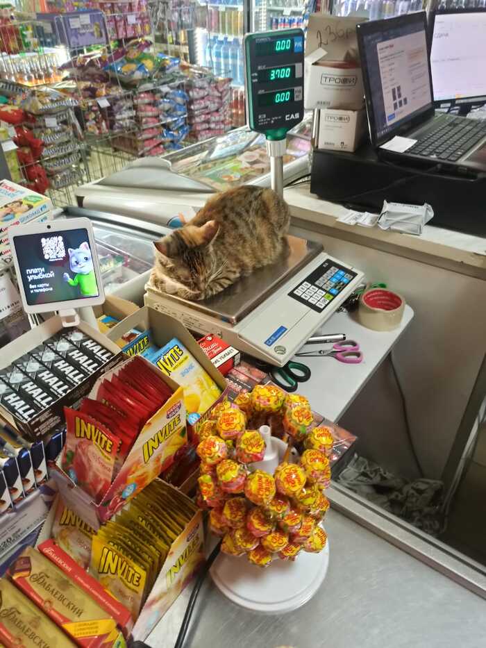 3700   