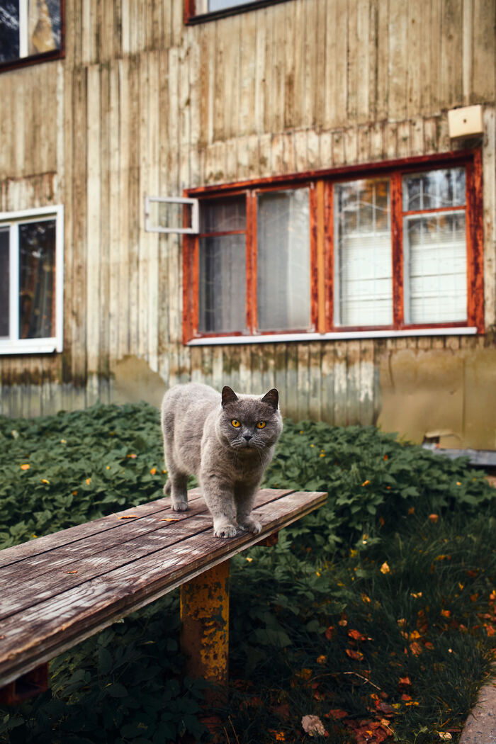 Fujifilm X100VI.  :  