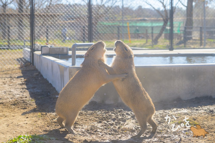 Танго вдвоём