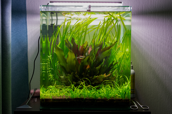 Dennerle Nano Cube 60L
