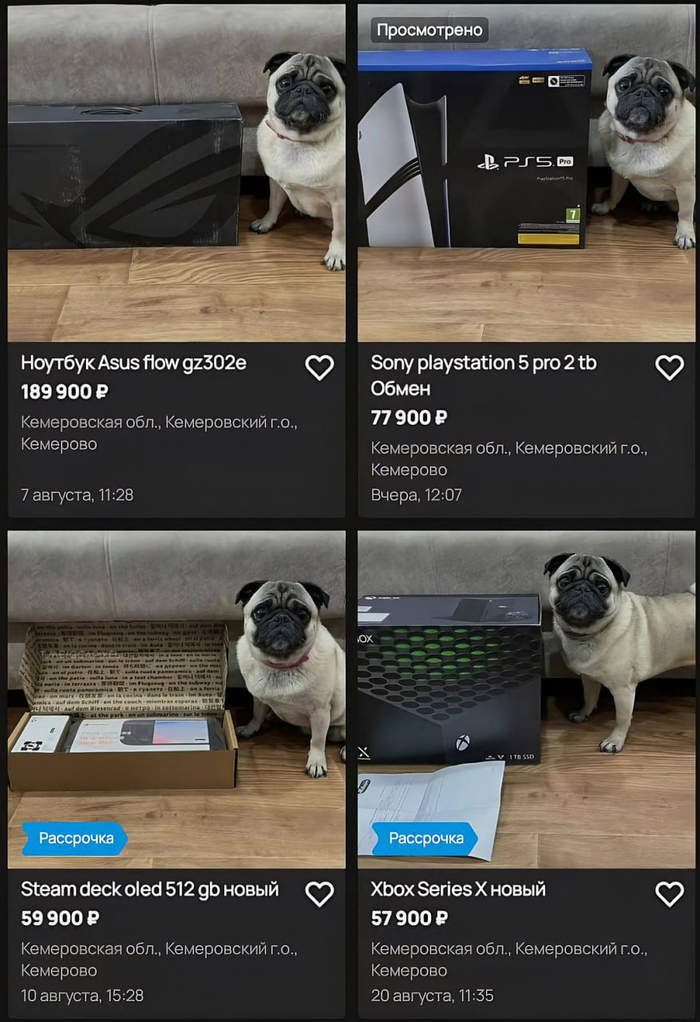 Самое милое на сегодня — Парень продаёт электронику и фотографирует каждый товар рядом со своим мопсом