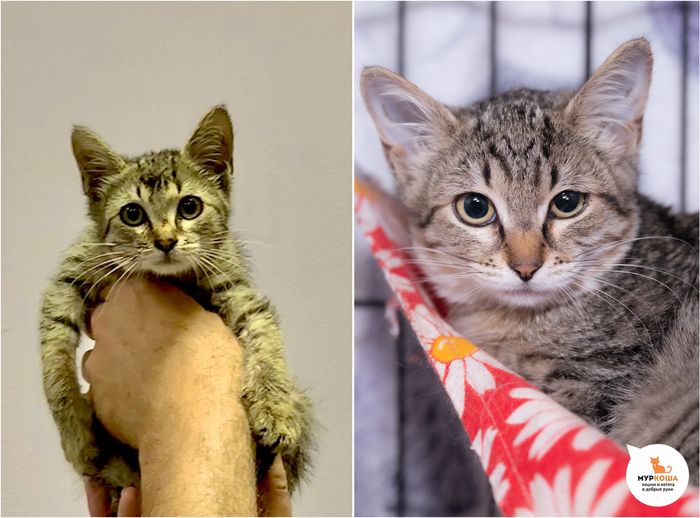 Котёнок Мануляша, 4 месяца. Найдена на улице.