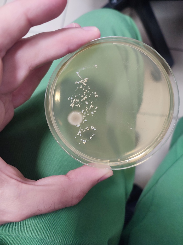 Мазок из носа