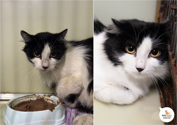 Кошка Эсми, 6 лет. Найдена на улице.