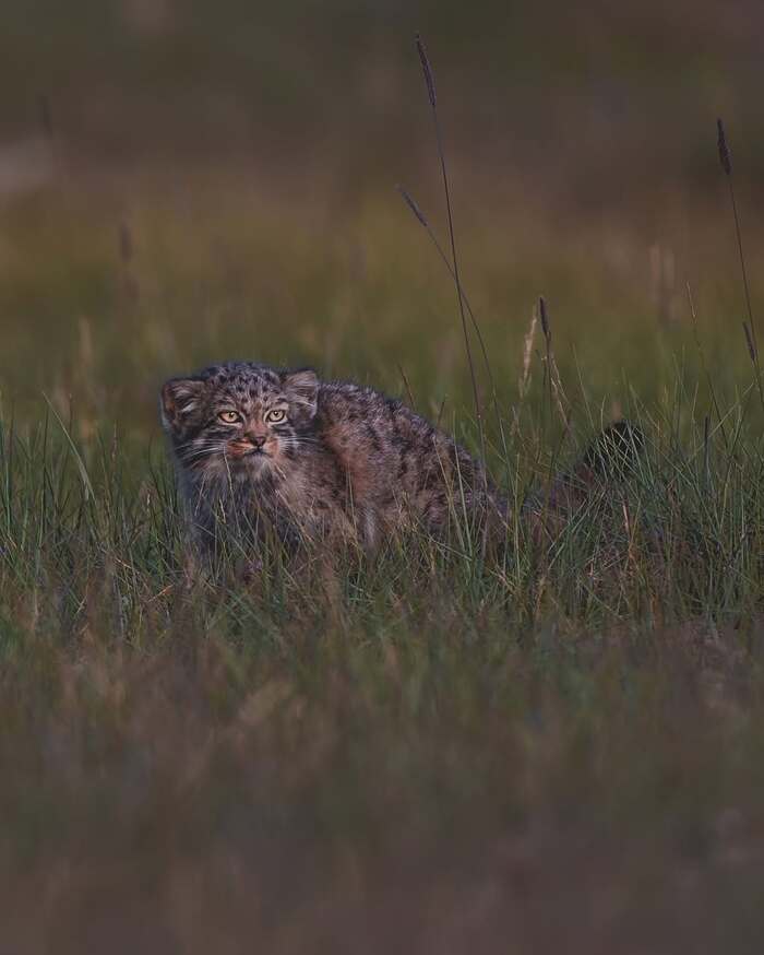 Детёныш манула наблюдает за полёвками