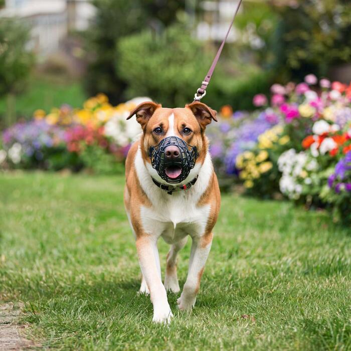   .          .     must-have?