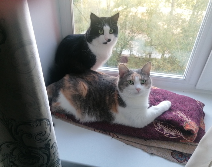 Каким наполнителем лучше заполнить кошачий лоток? Пост-размышление