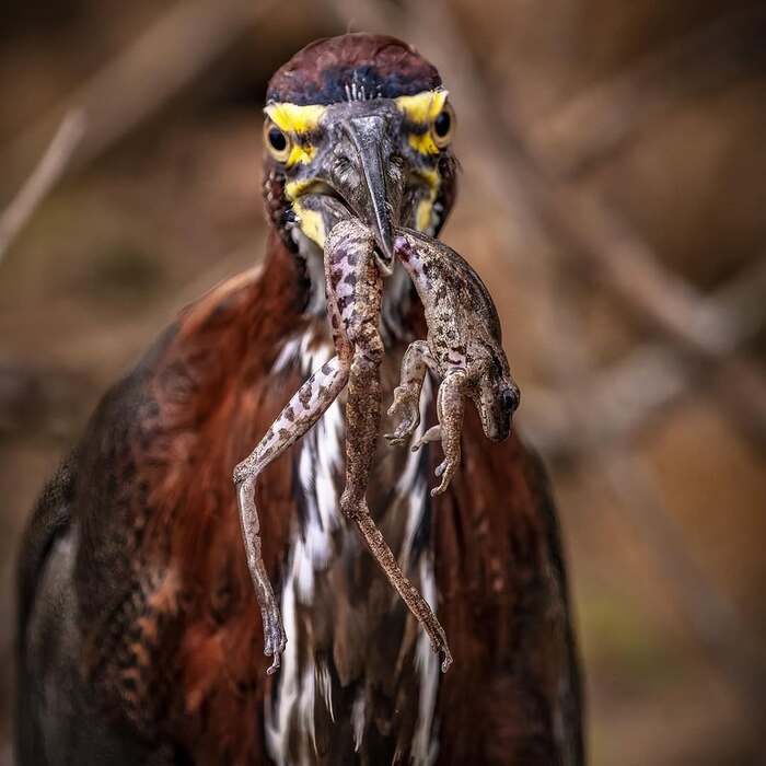 Мраморная тигровая цапля с добычей